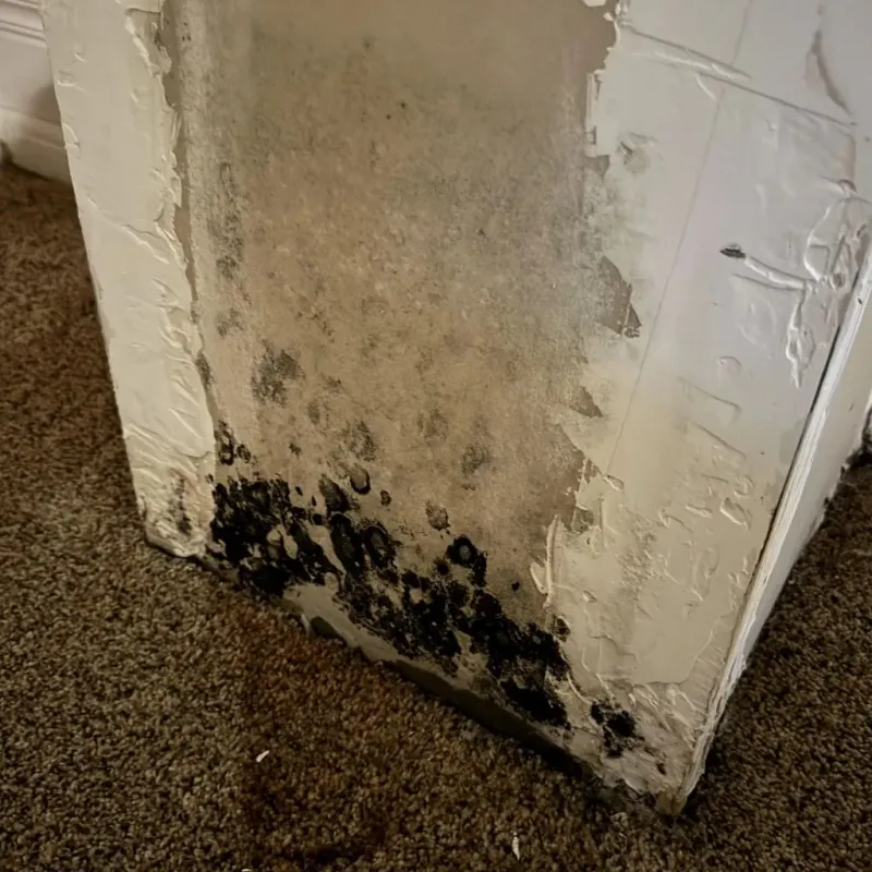 Professional Mold Removal in Andrews County, TX